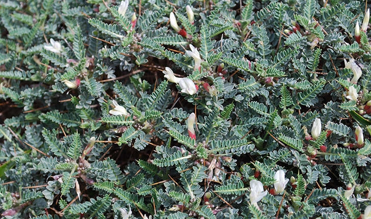 Astragalus tragacantha (Linné, 1758)